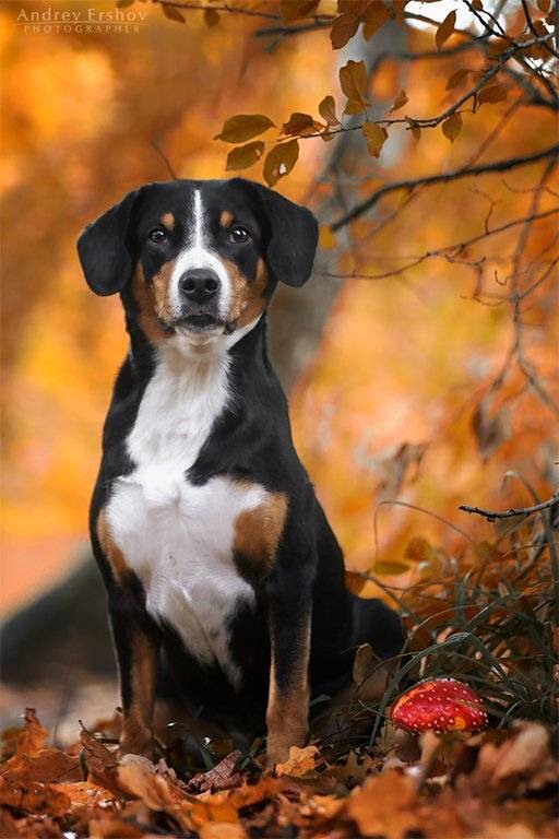 , Андрей Ершов