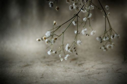 Simple Still Life