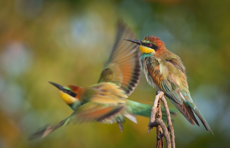 Щурята учатся летать фото превью