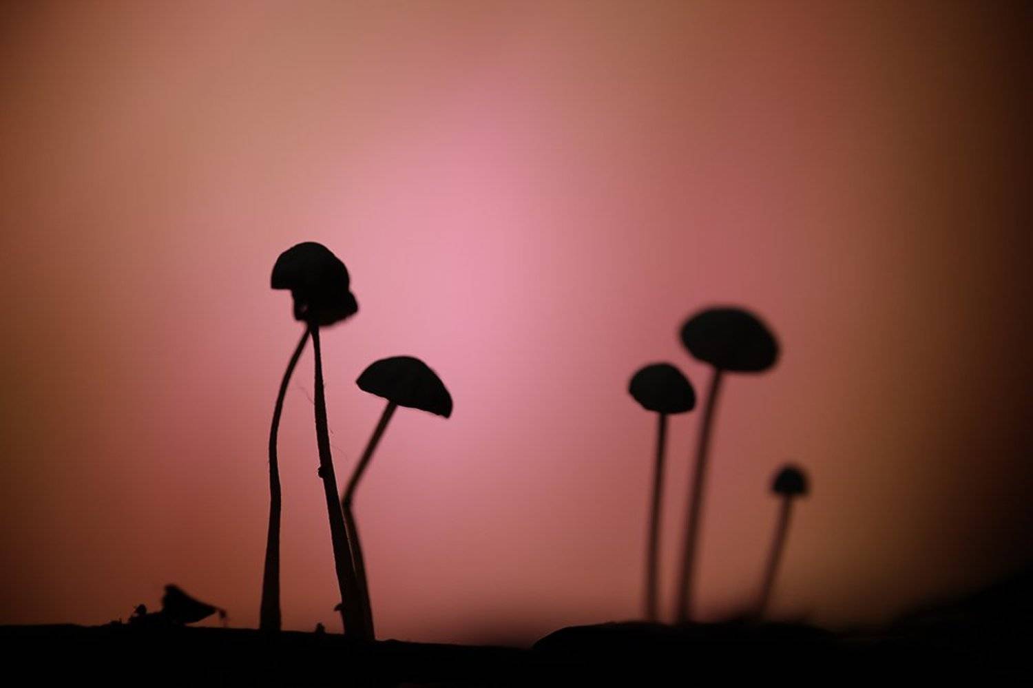 , Иваненко Светлана