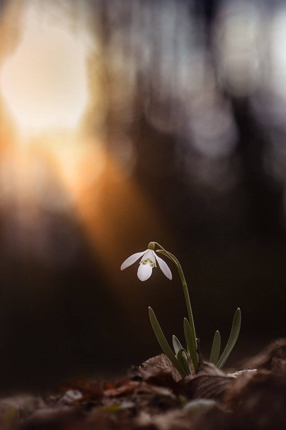 macro,макро, Евгений Лукашук