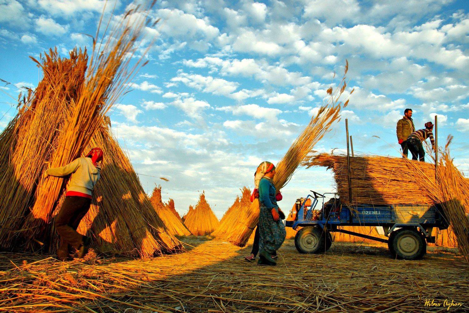 harvest time., hilmi ayhan