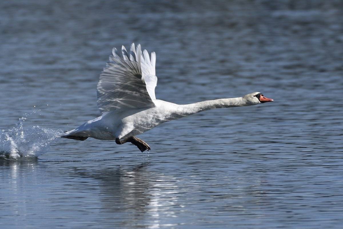птицы birds, Jaroslav Mego