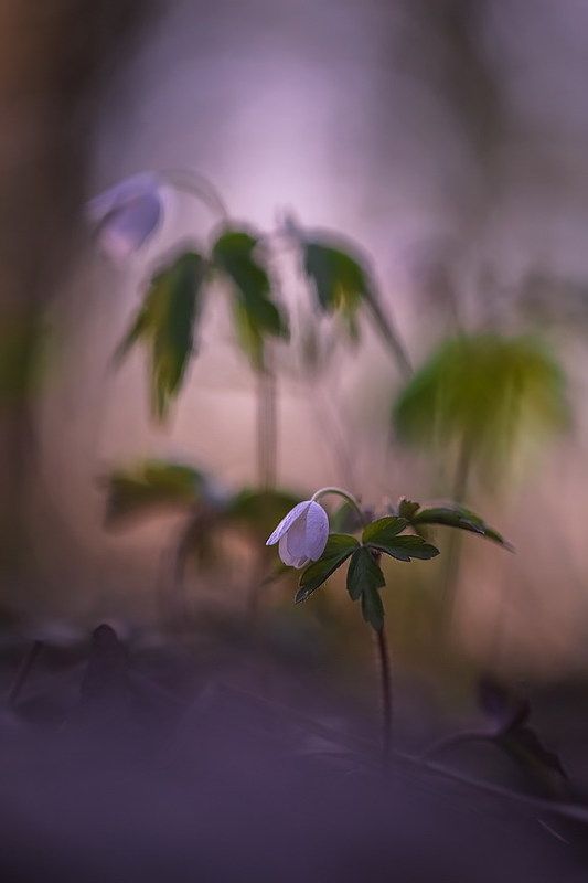 Мы долгое эхо друг друга фото превью