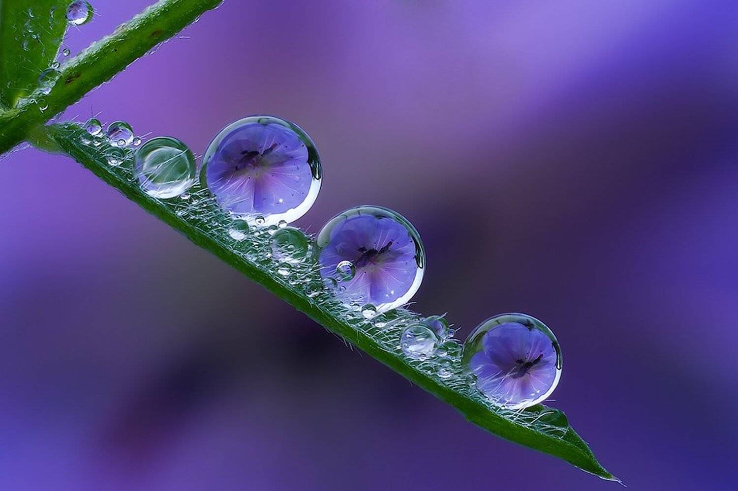 macro,макро, Евгений Лукашук