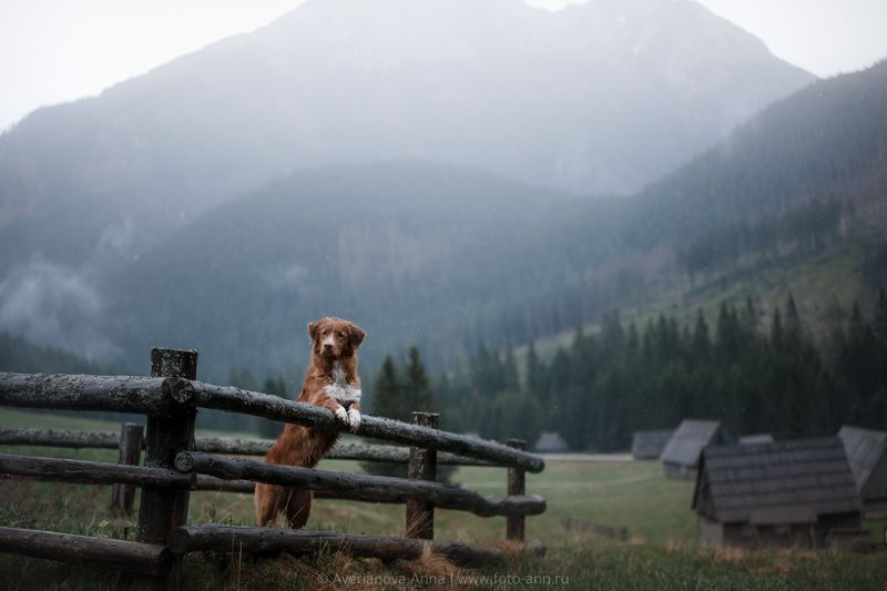 собака, природа, Польша, горы в долине Хохоловска  фото превью
