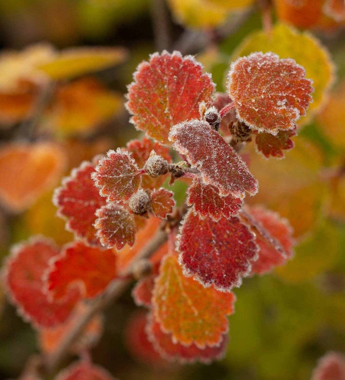 , Николай Андреев