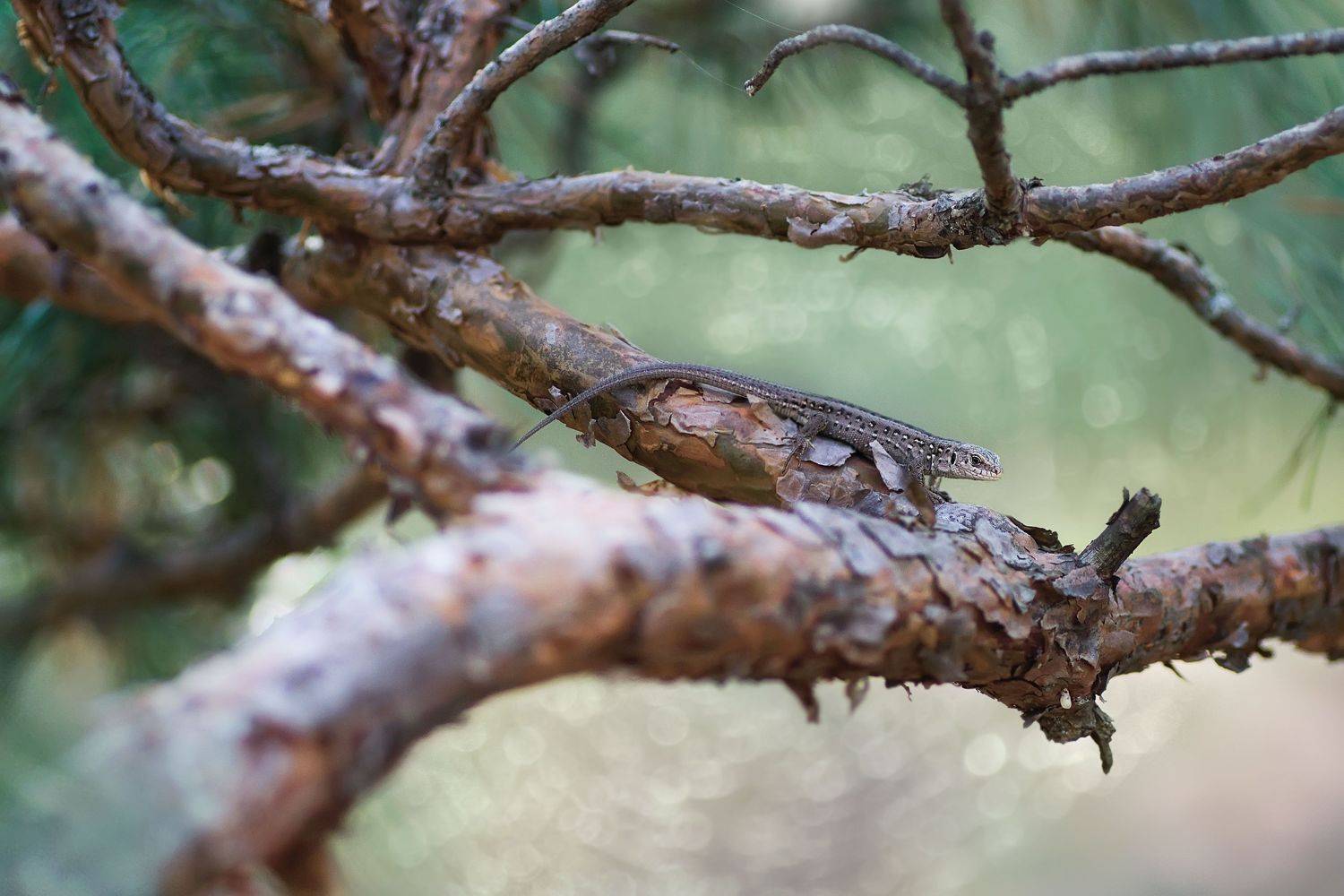 макро, ящерица, ель, лес, Чернобай Анна