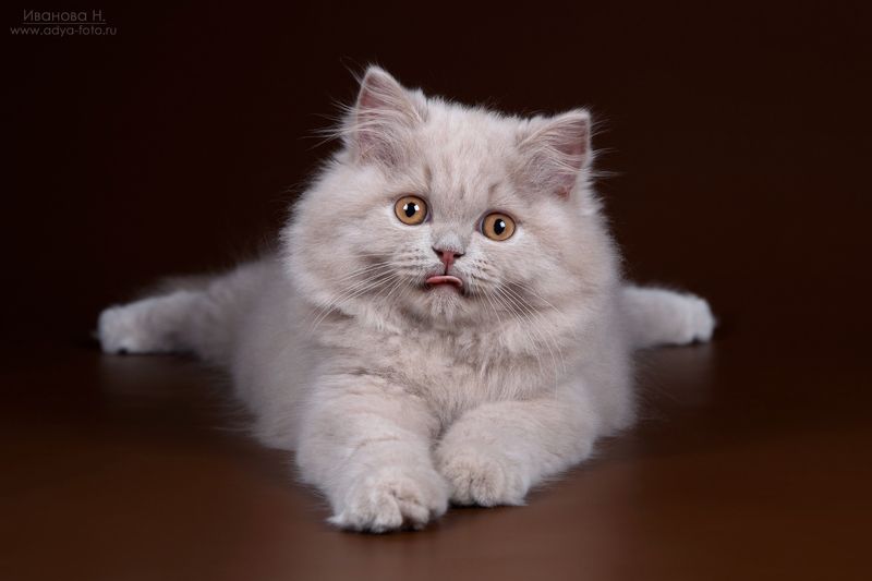 *** фото превью