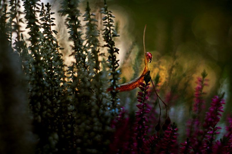 Ladybird фото превью