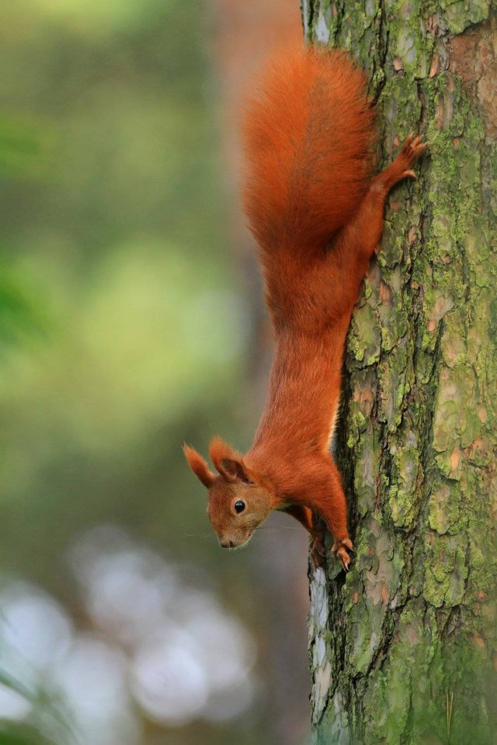 squirrel,wildlife,nature,tree,green,color,beautiful,scene,woods,scenery,autumn,pine,wild,beauty,forest,mammal,red, Piotr G&oacute;rny