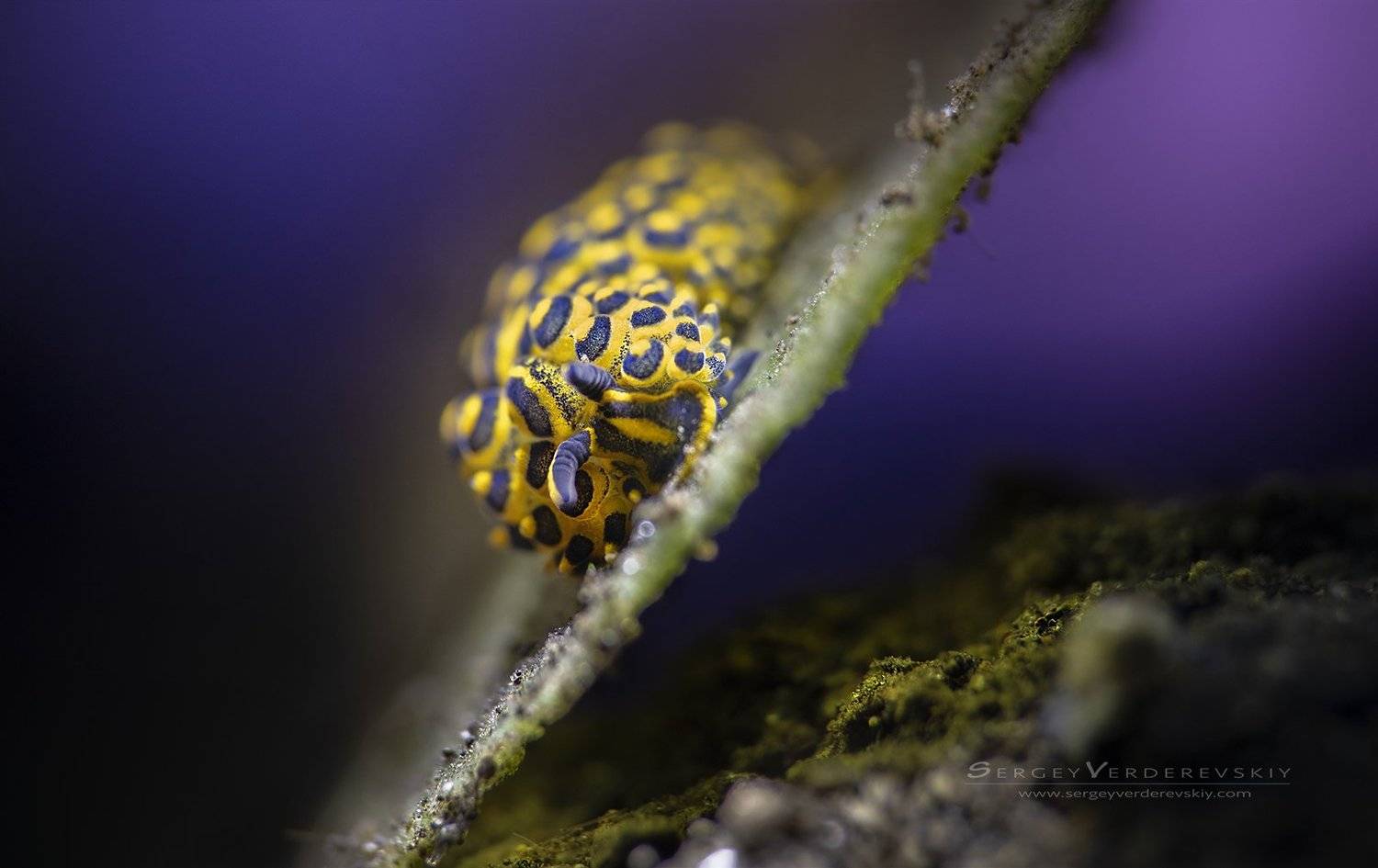 , Sergey Verderevskiy