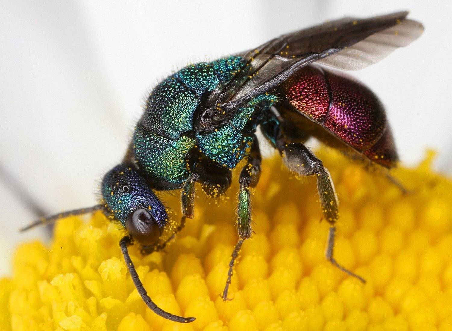 , Александр Зорин