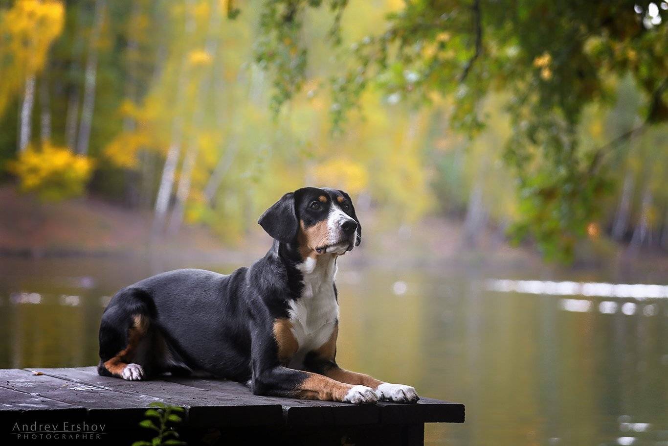 , Андрей Ершов