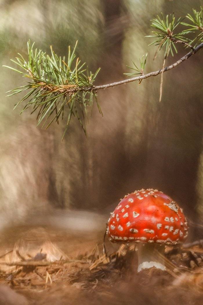 , Илья Михеев