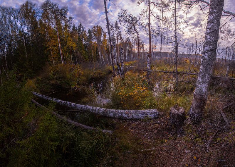 болото, россия, иваново, лежнево, пейзаж, закат Болото фото превью