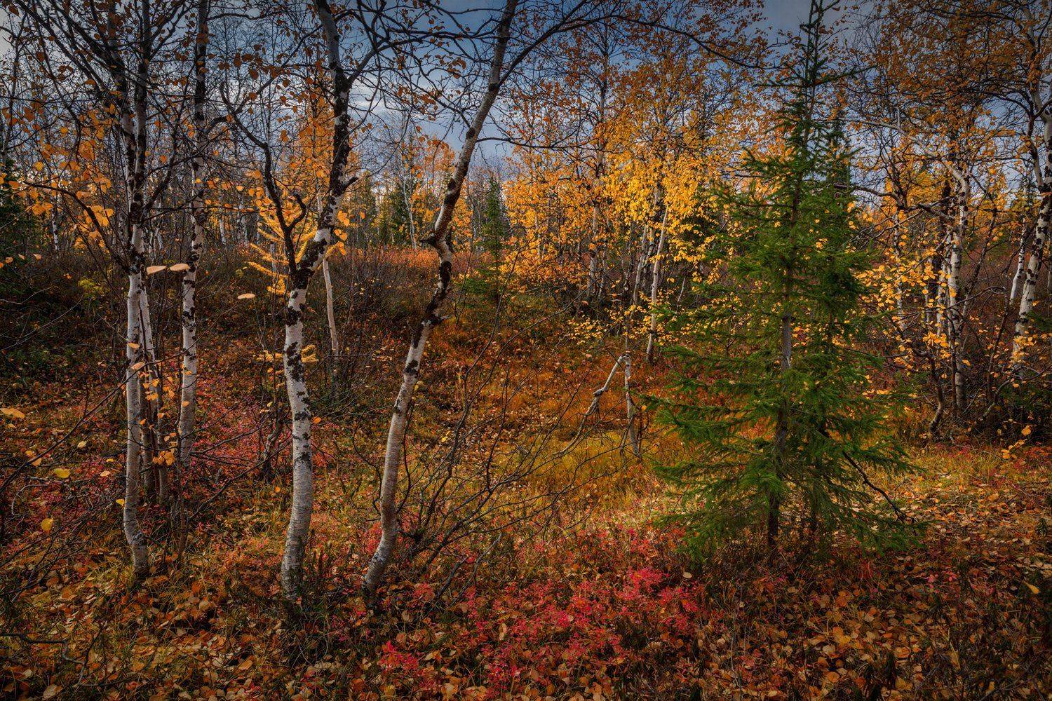 , Евгений Кужилев
