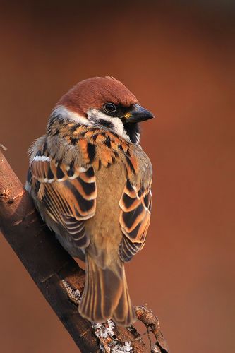 Tree Sparrow