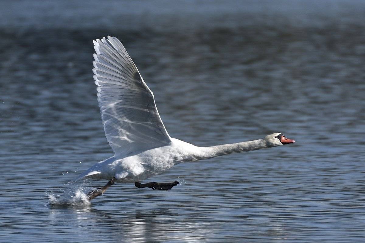 птицы birds, Jaroslav Mego