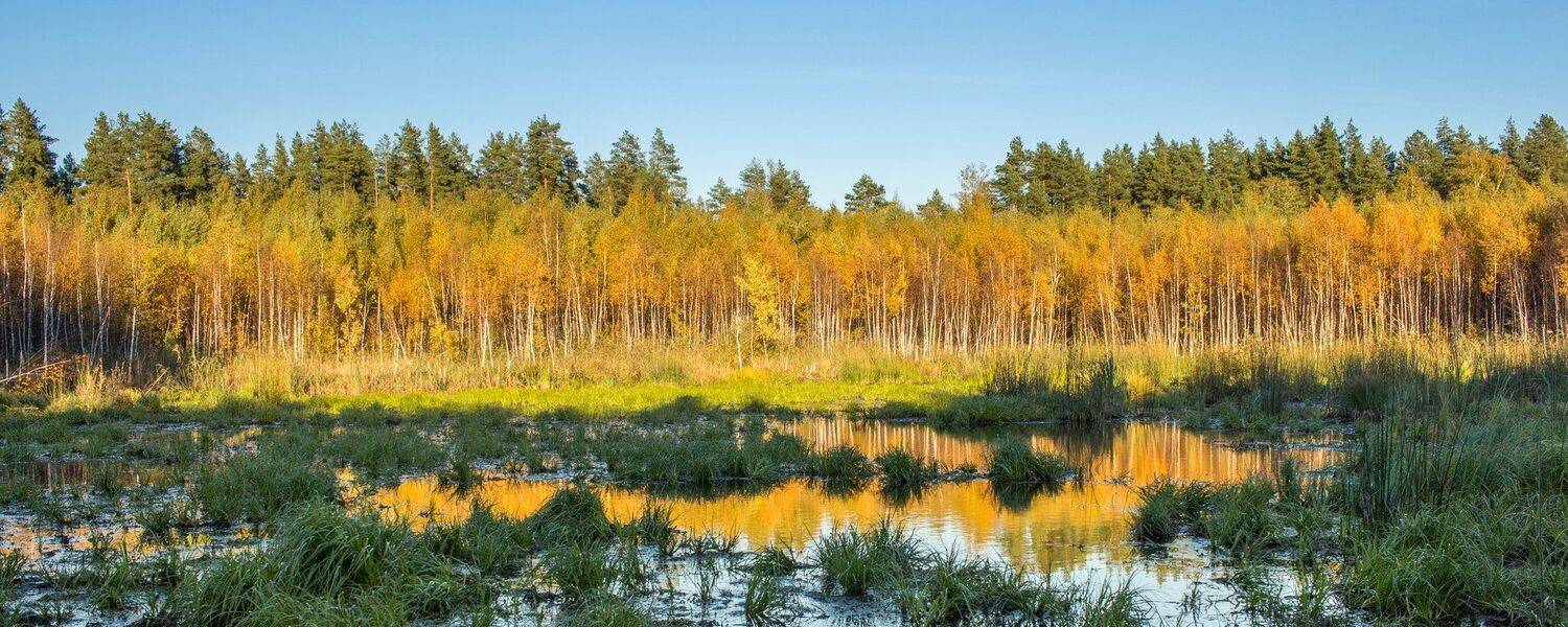 заповедник, лес, озеро, лужа, вечер, осень, Руслан Востриков