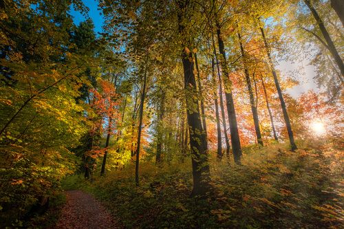 Осенняя тропинка
