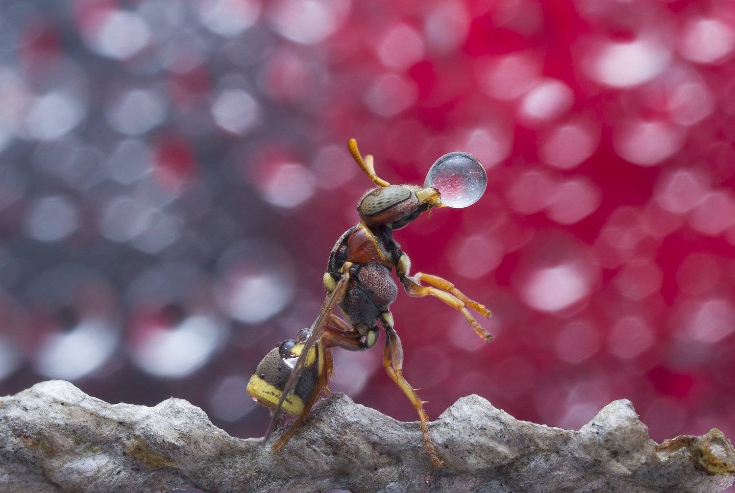 #macro#wasp#colors#waterbubbles#reflection, Choo How Lim