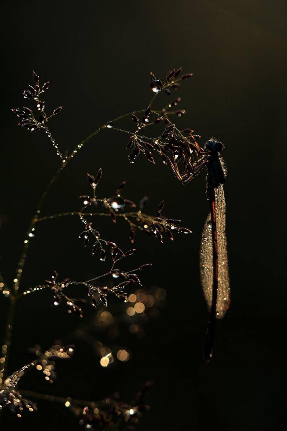 , Иваненко Светлана