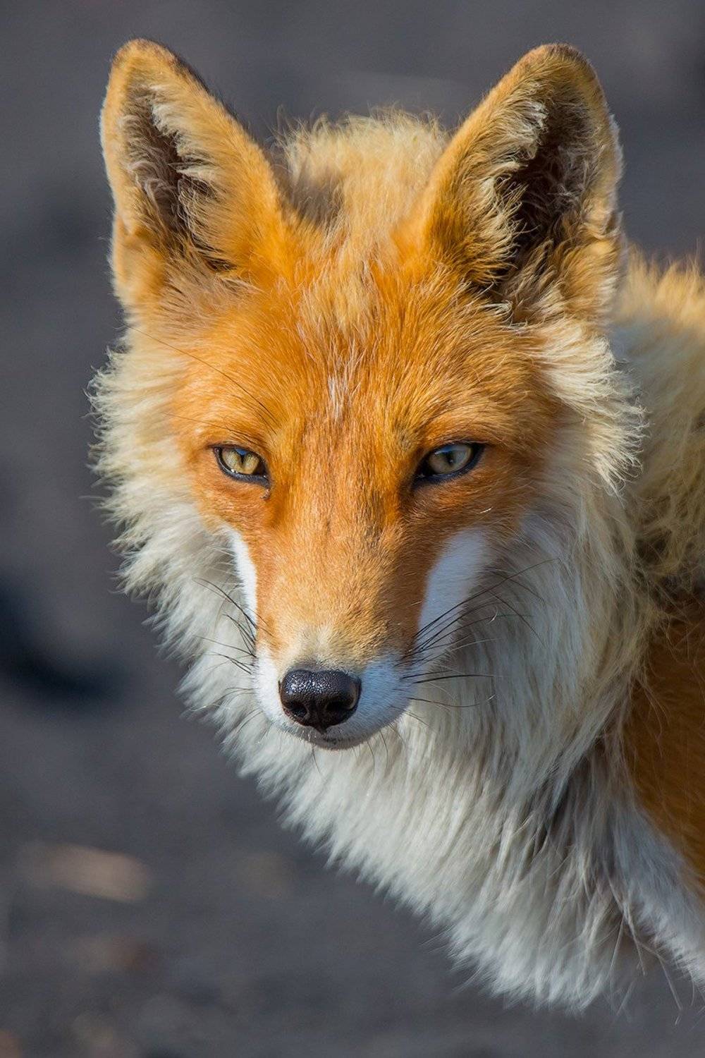 камчатка, лиса, животные, путешествие, лето, вулкан, Денис Будьков