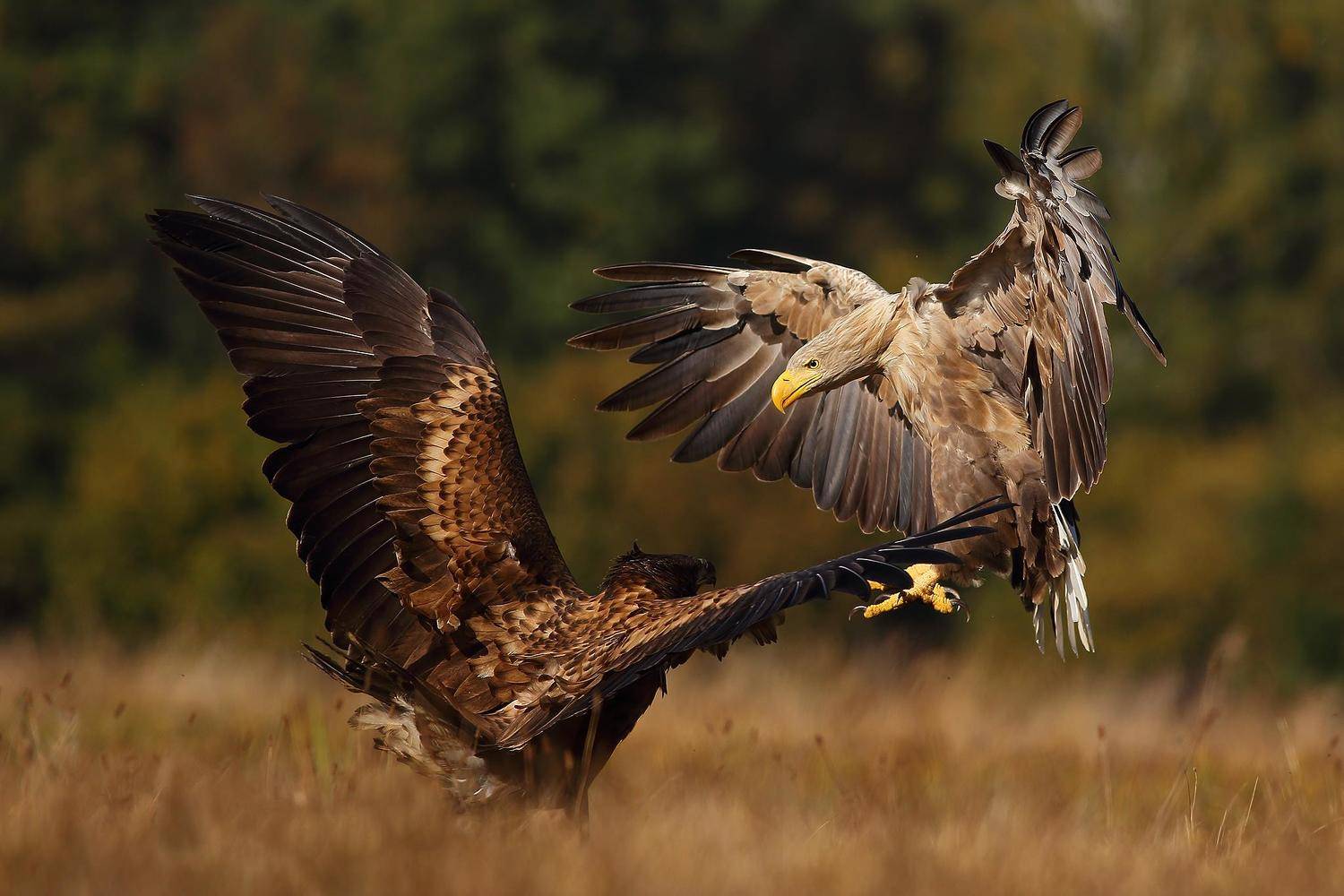 , Łukasz Sok&oacute;ł