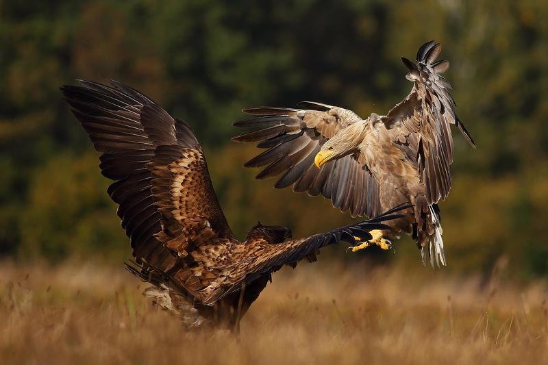 Youth versus elders фото превью
