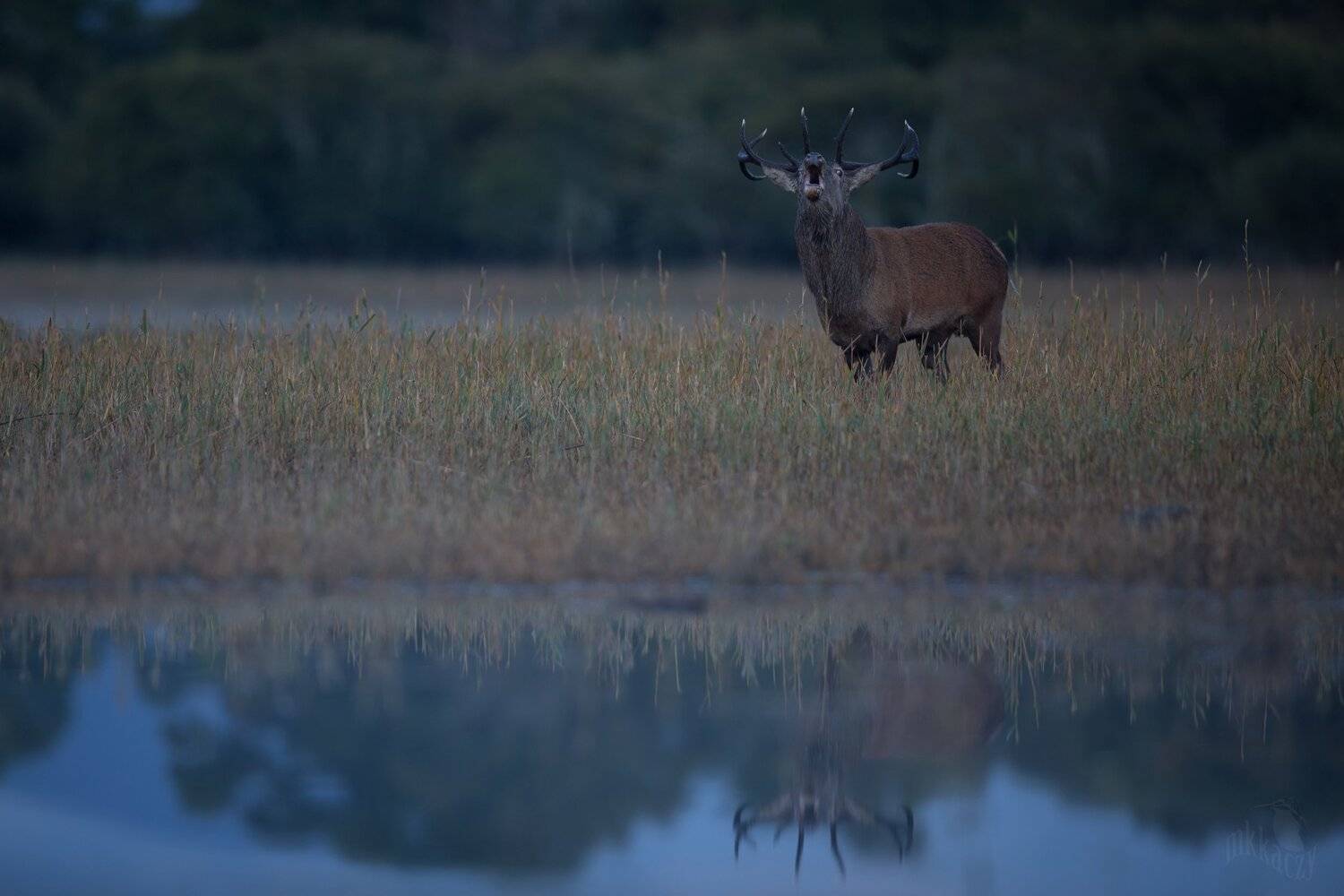 mkkaczy, Marcin Kaczmarkiewicz