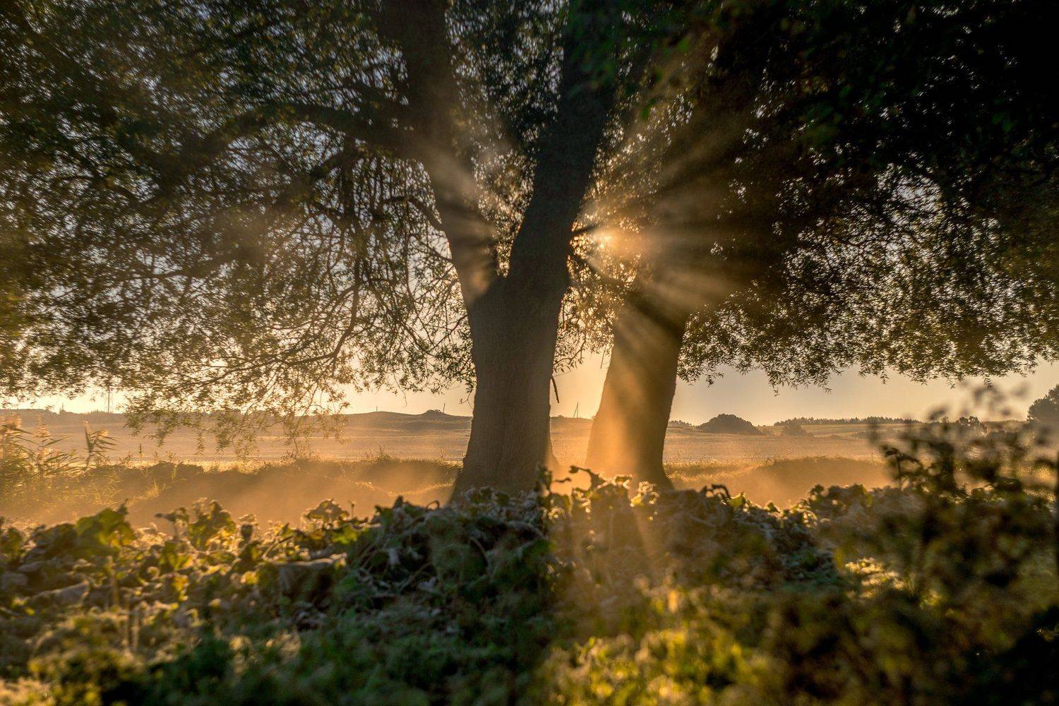 , Елена Вапняр