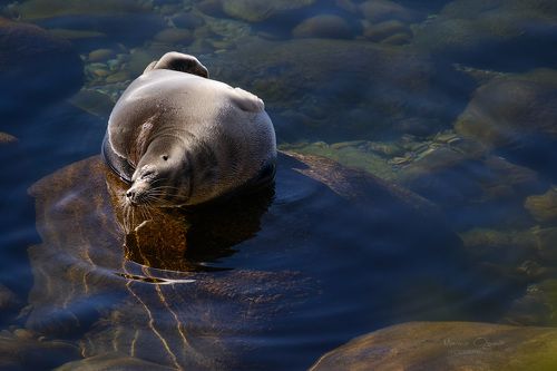 Байкальские нерпы