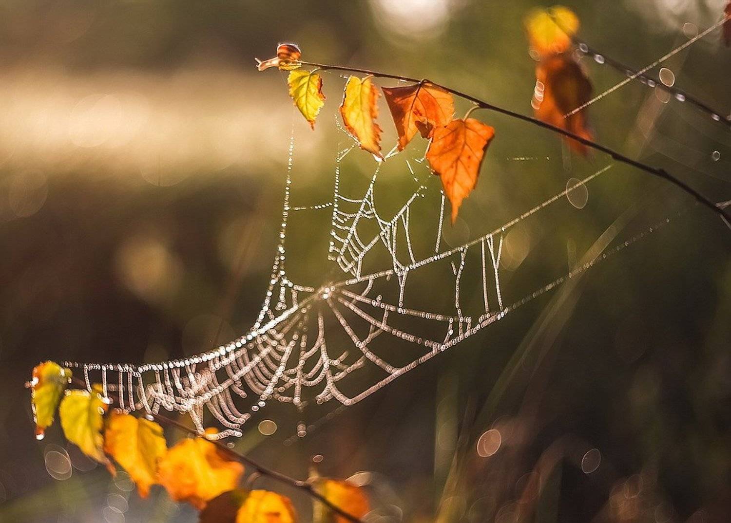 , Вячеслав Мищенко