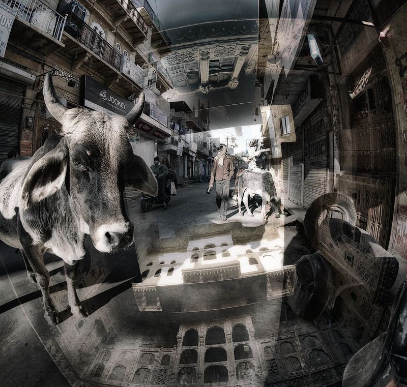 индия, раджастан, джайсалмер, хавеллы, улочки Про корову фото превью