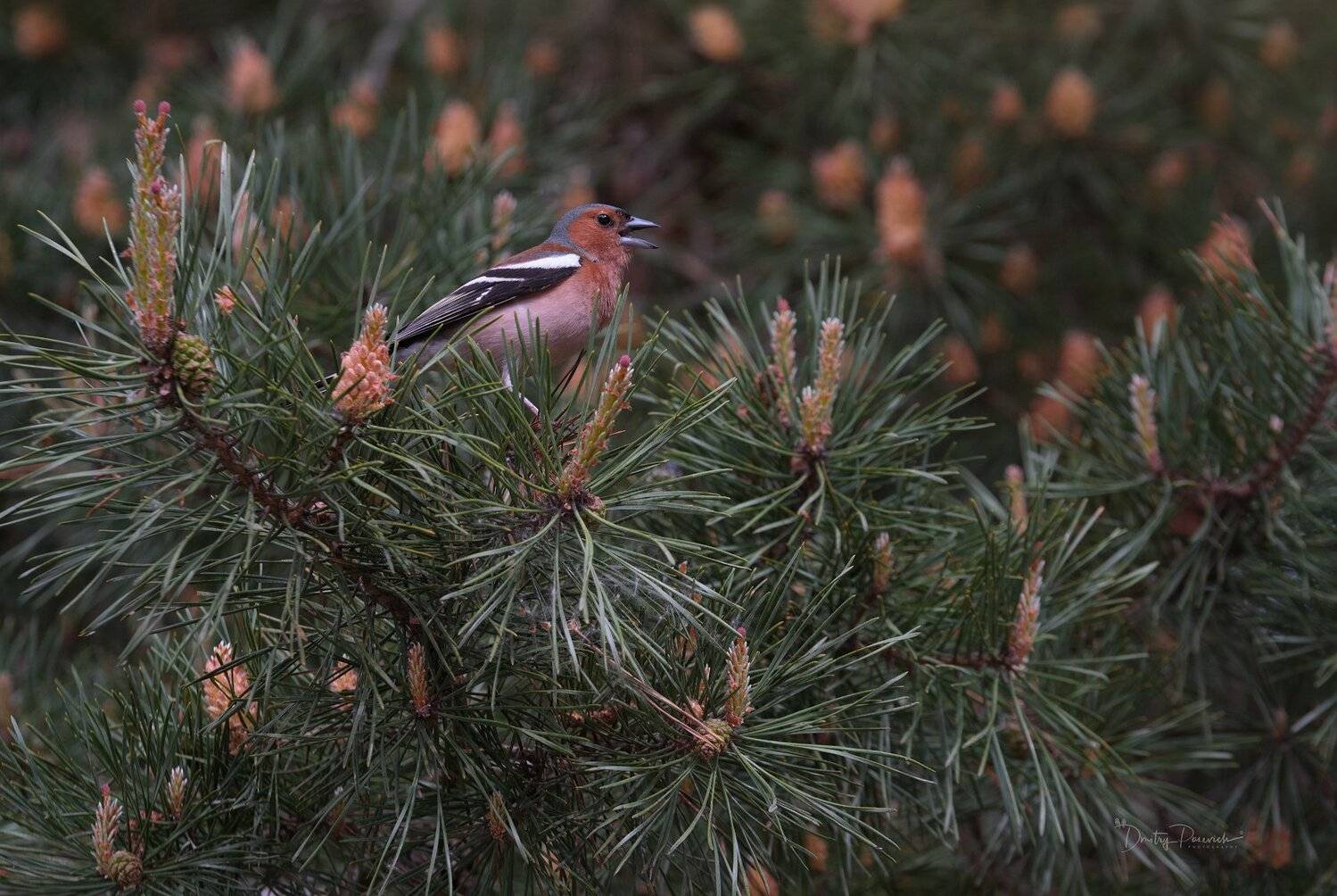 природа, лес, животные, птицы, Дмитрий Посевич