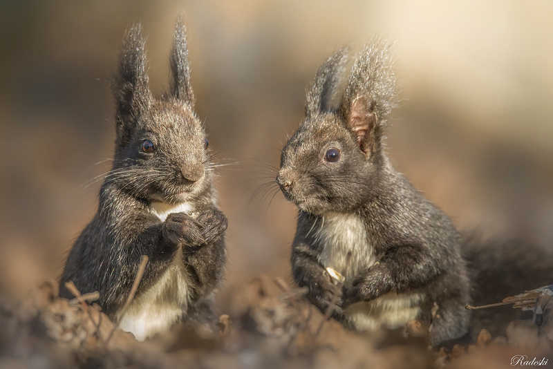 Cute squirrels фото превью