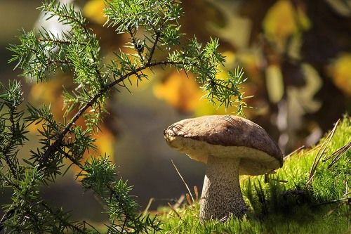 Жила-была бабка....