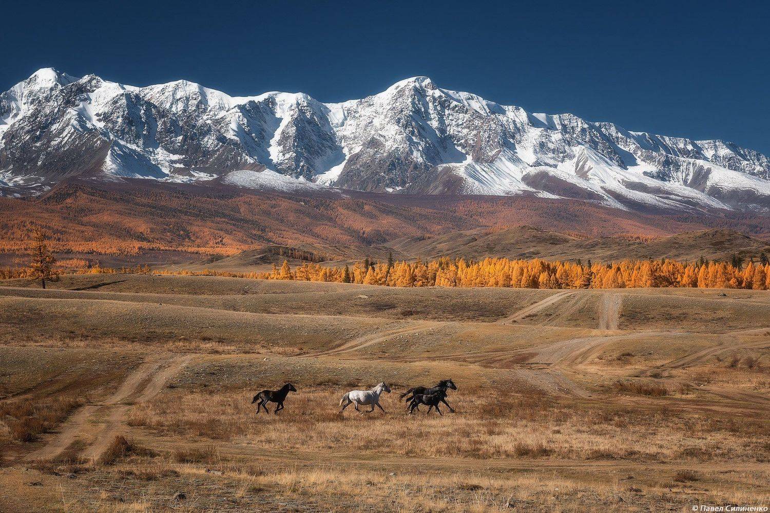 пейзаж, алтай, горы, осень, курай, кони, утро, свет, Павел Силиненко