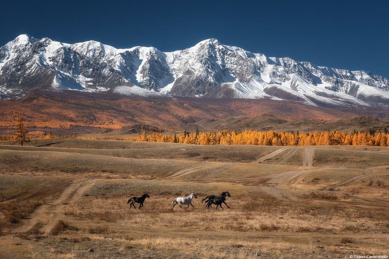 пейзаж, алтай, горы, осень, курай, кони, утро, свет Курайская степь фото превью
