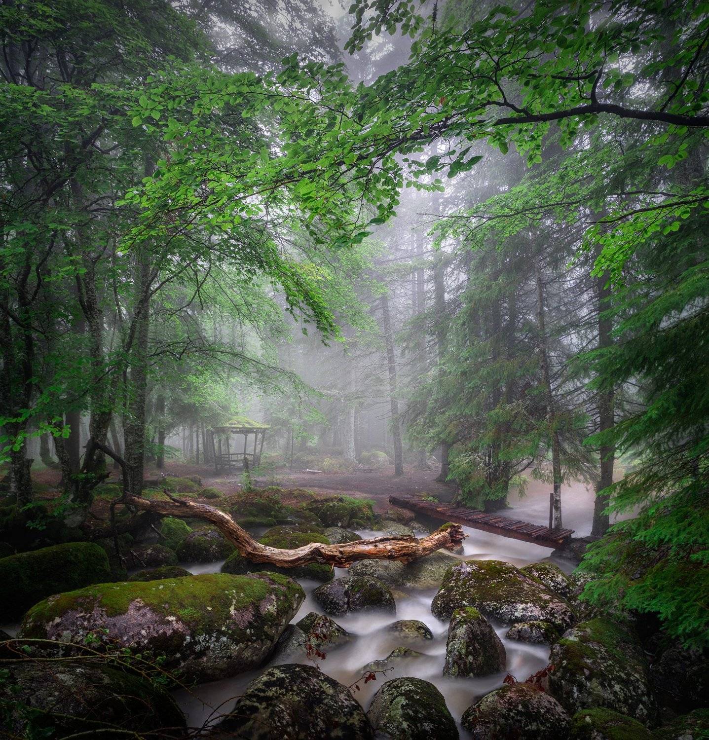 landscape nature scenery forest wood mist misty fog foggy mountain vitosha bulgaria туман лес, Александър Александров