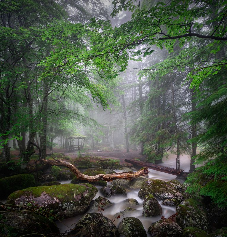Once upon a time in the woods
