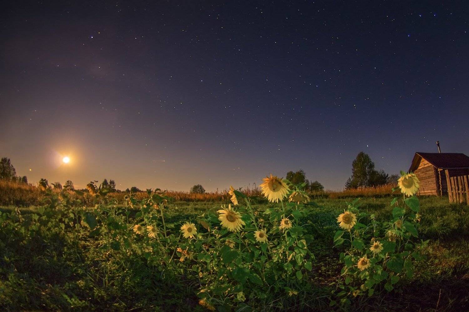 звезды луна подсолнухи деревня ночь, Марина Мурашова