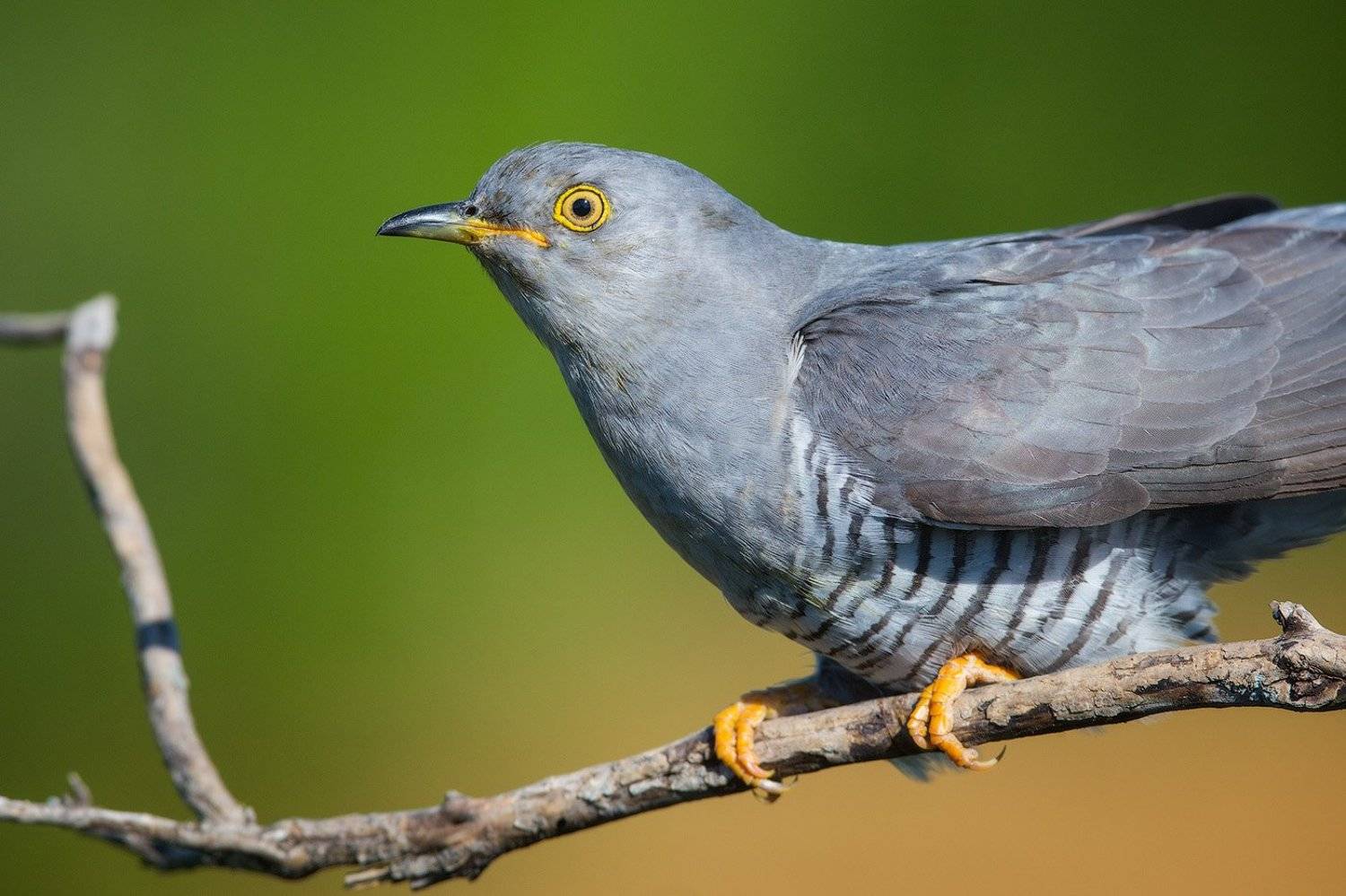 кукшка, птица, дикая природа, Голубев Дмитрий