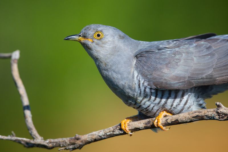 кукшка, птица, дикая природа Портрет кукшки фото превью