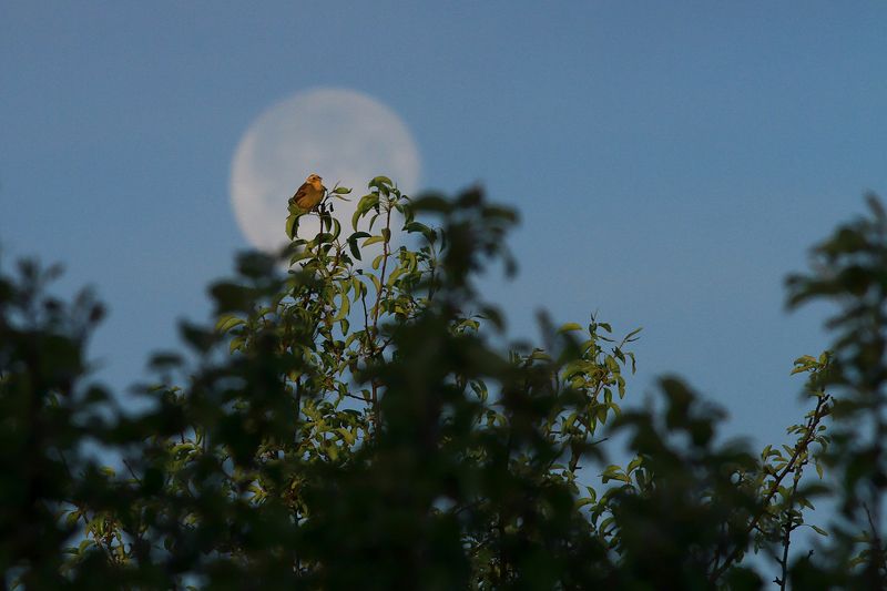 bird,moon,morning,forest,sky,blue,birds,scenery,beauty,perspective,beautiful,spring Guardian of the Moon фото превью