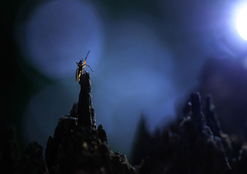 Статуя Свободы фото превью