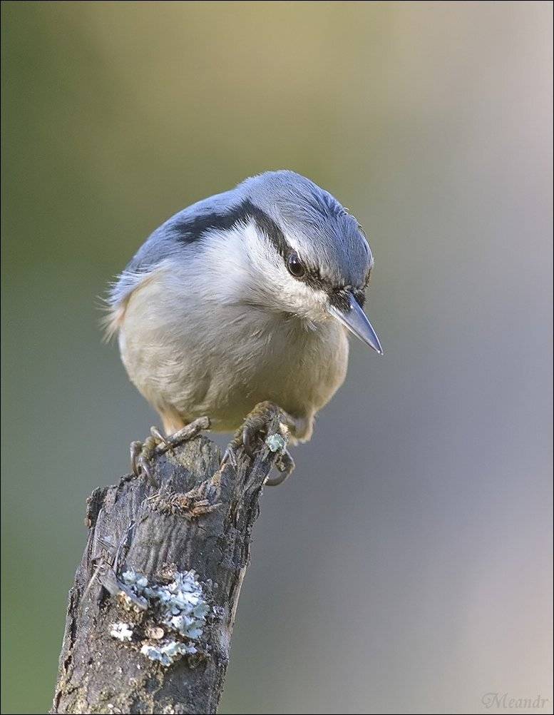 поползень, Андрей Медведев