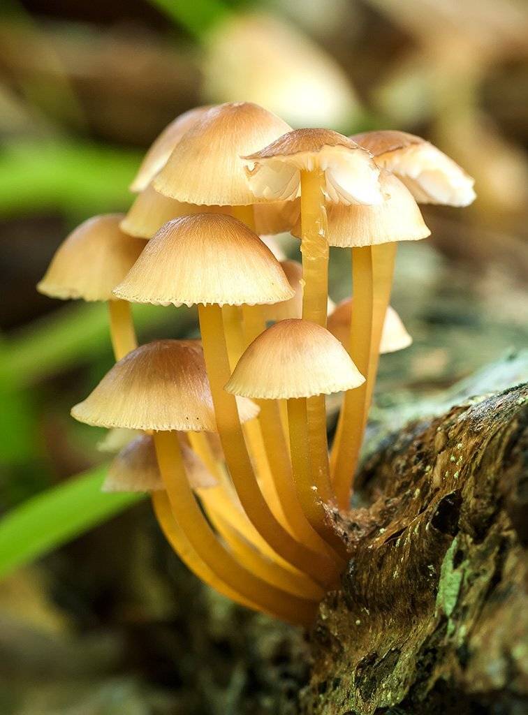 макро, грибы, семейка, солнечный, Александр Земляной