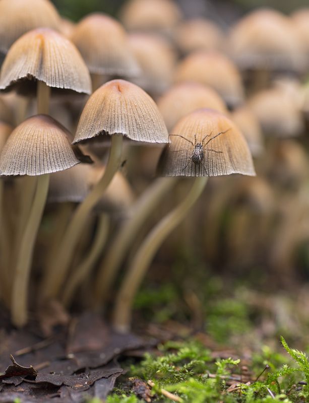 Грибы,паук Осенее фото превью